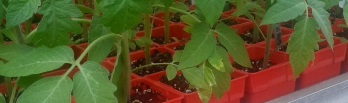 Predaj priesad paradajky, papriky, uhorky, tekvice a cukety…