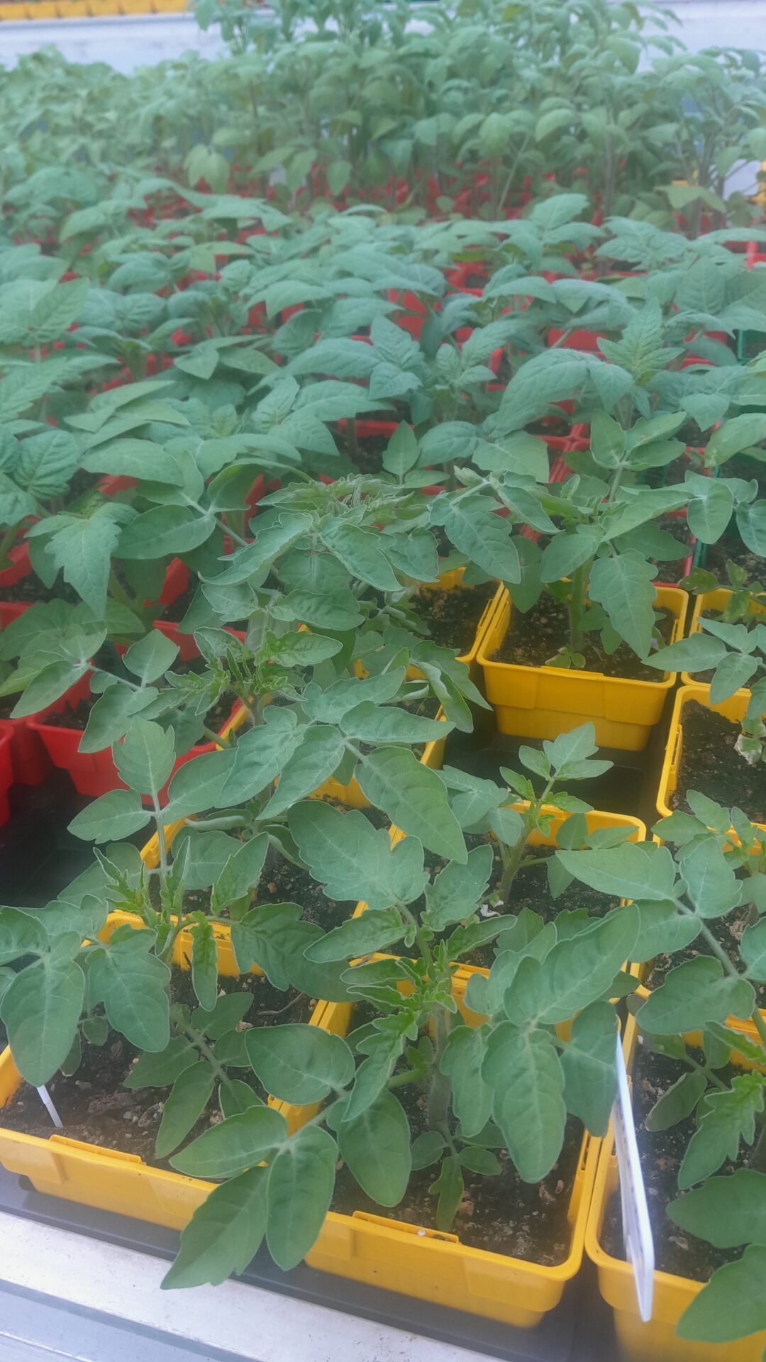 Predaj priesad paradajky, papriky, uhorky, tekvice a cukety…